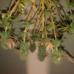 godzilla-cookies-auto-fem-herbies-seeds.jpg