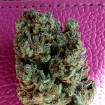 jealousy-z-xl-auto-fem-sweet-seeds.jpg