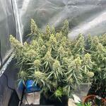 keep-frosted-guava-autoflower-fem-seedkeepers.jpg