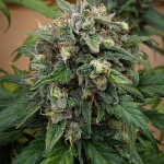 jet-fuel-mandarine-xl-auto-fem-sweet-seeds.jpg