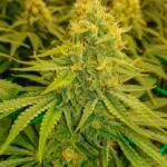 trainwreck-fast-version-fem-seedkeepers.jpg