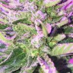 tropicana-cookies-auto-fem-fastbuds.jpg