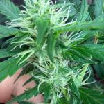 auto-ak-ak-47-auto-fem-Semyanich.jpg