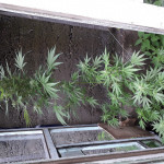 auto-chocolate-skunk-fem-00-seeds.jpg