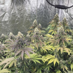 liberty-haze-fem-barneys-farm.jpg