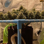 mimosa-cake-auto-fem-fastbuds.jpg