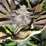 orange-apricot-glue-xl-auto-fem-sweet-seeds.jpg