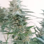 sweet-zenzation-xl-auto-fem-sweet-seeds.jpg