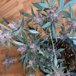 auto-purple-fem-pyramid-seeds.JPG