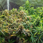 auto-orange-bud-fem-dutch-passion.jpg