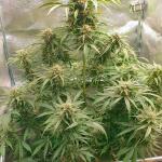 hellfire-og-auto-fem-7ch-american.jpg