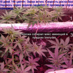 jds-auto-mix-feminized.JPG