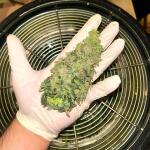 keep-frosted-guava-autoflower-fem-seedkeepers.jpg