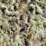 lemon-cherry-gelato-auto-r3-fem-ethos-genetics.jpg