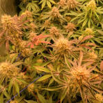 poddy-mouth-fem-humboldt-seed-company.jpg