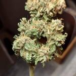 wedding-cake-auto-fem-barneys-farm.jpg
