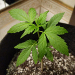 blue-mystic-automatic-fem-nirvana-seeds.jpg