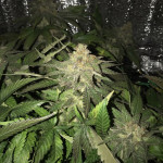 fruit-punch-fem-heavyweight-seeds.jpeg