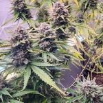 zookies-fem-7ch-american.jpg