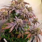 lemon-cherry-gelato-auto-r3-fem-ethos-genetics.jpg