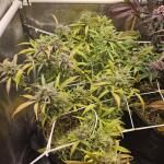 lemon-cherry-gelato-auto-r3-fem-ethos-genetics.jpg