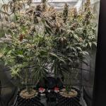 mac-n-jack-r1-fem-ethos-genetics.jpg