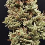 sour-strawberry-fem-barneys-farm.jpg