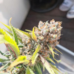 gmo-zkittlez-f1-reg-ethos-genetics.jpg