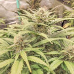 ztrawberriez-auto-fem-fastbuds.jpg