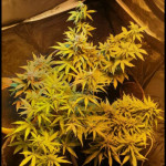 2-fast-2-vast-auto-fem-heavyweight-seeds.jpg