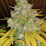 black-muffin-f1-fast-version-fem-sweet-seeds.jpg