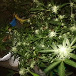 cheese-xxl-autoflowering-dinafem-seeds.jpg