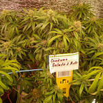 gelato-2-auto-fem-Semyanich.jpg