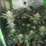 mimosa-evo-fem-barneys-farm.jpg