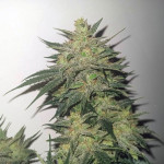 mimosa-cake-auto-fem-fastbuds.jpg
