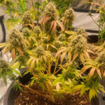 godzilla-cookies-auto-fem-herbies-seeds.jpg