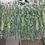 gorilla-glue-4-fem-blimburn-seeds.jpg