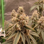 grandmommy-purple-fem-herbies-seeds.jpg
