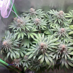 goldmine-fem-heavyweight-seeds.jpg