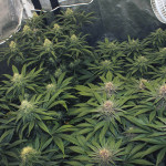 purple-punch-fem-barneys-farm.jpg