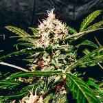 zkittlez-auto-fem-Semyanich.jpg