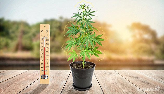 Как избежать температурный стресс у конопли Стресс конопли от повышенной температуры