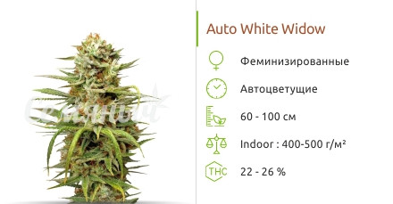 Сорт марихуаны Auto White Widow Auto White Widow от Dutch Passion