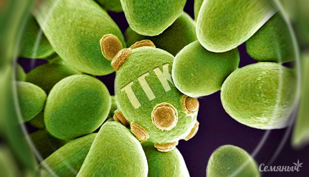 Получение компонентов марихуаны из дрожжей Получение ТГК и КБД из дрожжей