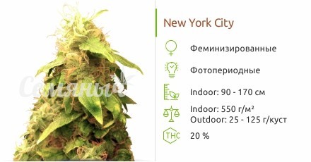 Сорт марихуаны New York City New York City от Pyramid Seeds
