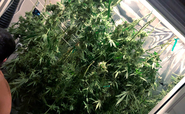 Харвест марихуаны Подготовленный куст