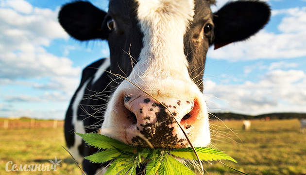 Удобрение конопли навозом Корова жующая листья каннабиса