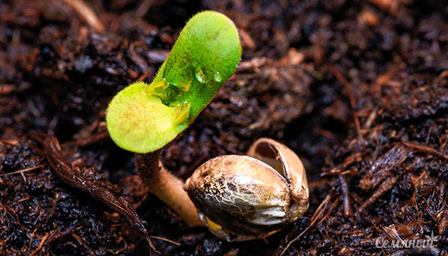 Как правильно прорастить семя конопли Пророщенное семя каннабиса