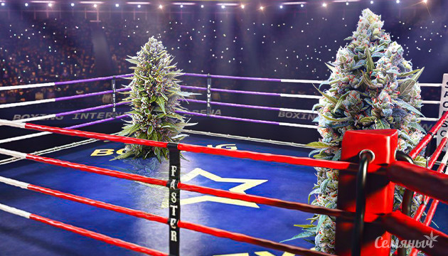 Как выглядит растение конопли Внешний вид конопли