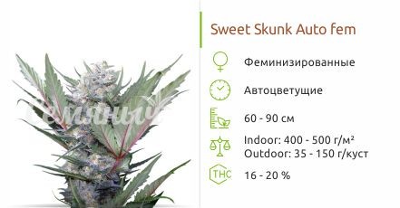 Сорт марихуаны Sweet Skunk Auto Sweet Skunk Auto от Sweet Seeds